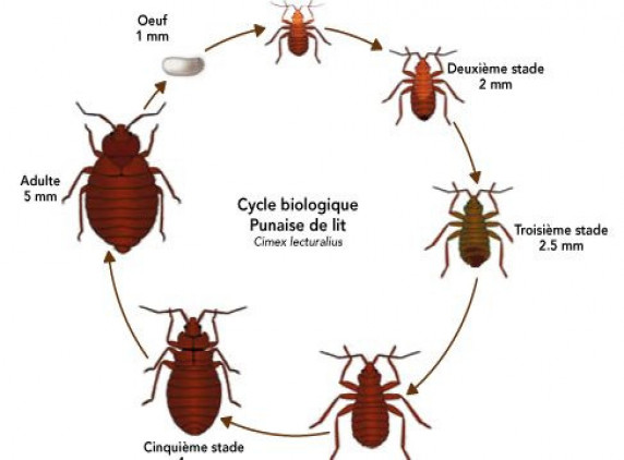 50% DE RÉDUCTION SUR LA DÉSINCTISATION AVEC 1 PASSAGES CHEZ STOP PUNAISE EXTERMINATEUR
